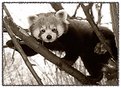 Picture Title - Red Panda