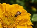 Picture Title - Shy Bee II