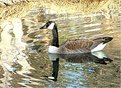 Picture Title - Reflected Canada