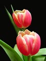 Picture Title - Two Tulips