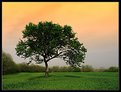 Picture Title - Lonely Tree II