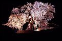 Picture Title - Old cherry tree in Maruyama park (III)