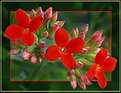 Picture Title - ***kalanchoe***