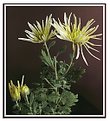 Picture Title - Chrysanthemum 3