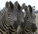 Picture Title - Zebra Trio