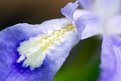 Picture Title - Dwarf Crested Iris