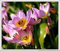 Picture Title - Tulipa bakeri