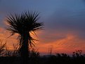 Picture Title - Yucca Sundown