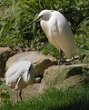 Picture Title - White couple