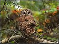 Picture Title - Barred Owl