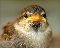 Picture Title - Baby Bird