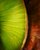 Bromeliad Leaf