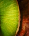 Picture Title - Bromeliad Leaf