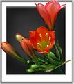 Picture Title - ---clivia---new