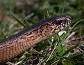 Picture Title - Slow Worm (Anguis fragilis)