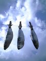 Picture Title - Drying Sardines