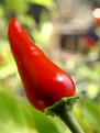 Picture Title - Pepper...