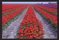 Picture Title - what about red tulips??