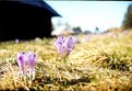 Picture Title - Crocus