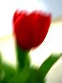 Picture Title - Tulip...