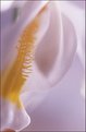 Picture Title - Coelogyne-19