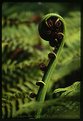 Picture Title - The sex of giant fern, New Zealand