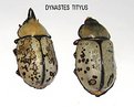 Picture Title - Dynastes Tityus