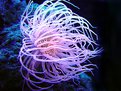Picture Title - pink anemone 