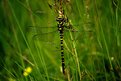 Picture Title - Goldringed Dragonfly