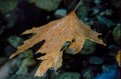 Picture Title - leaf in water