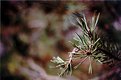 Picture Title - Pine needles