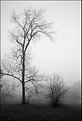 Picture Title - Misty Morning