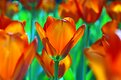 Picture Title - Lale - Tulipa