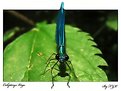 Picture Title - Calopteryx Virgo