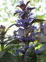 Picture Title - Ajuga