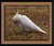 Cockatoo