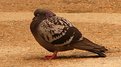 Picture Title - A pigeon