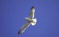 Picture Title - Sea gull