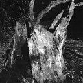 Picture Title - dead tree