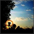 Picture Title - My Dandelion-Sun