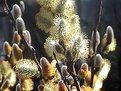 Picture Title - Willows in Bloom