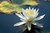 White Water Lily 2