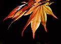 Picture Title - Japanese Maple