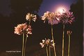 Picture Title - Agapanthus And Moonrise
