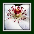 Picture Title - White clematis