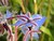 Borago officinalis