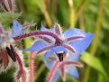 Picture Title - Borago officinalis