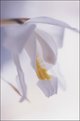 Picture Title - Coelogyne-13