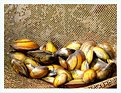 Picture Title - Mussels...