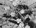 Picture Title - Disembodied Hand with Desert flowers